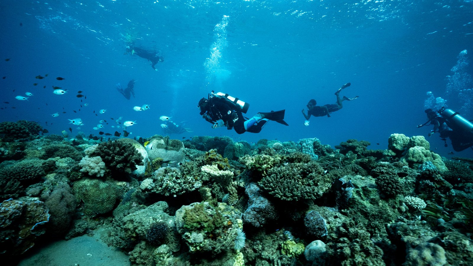 Divers surveying a coral reef in an AFO managed marine area