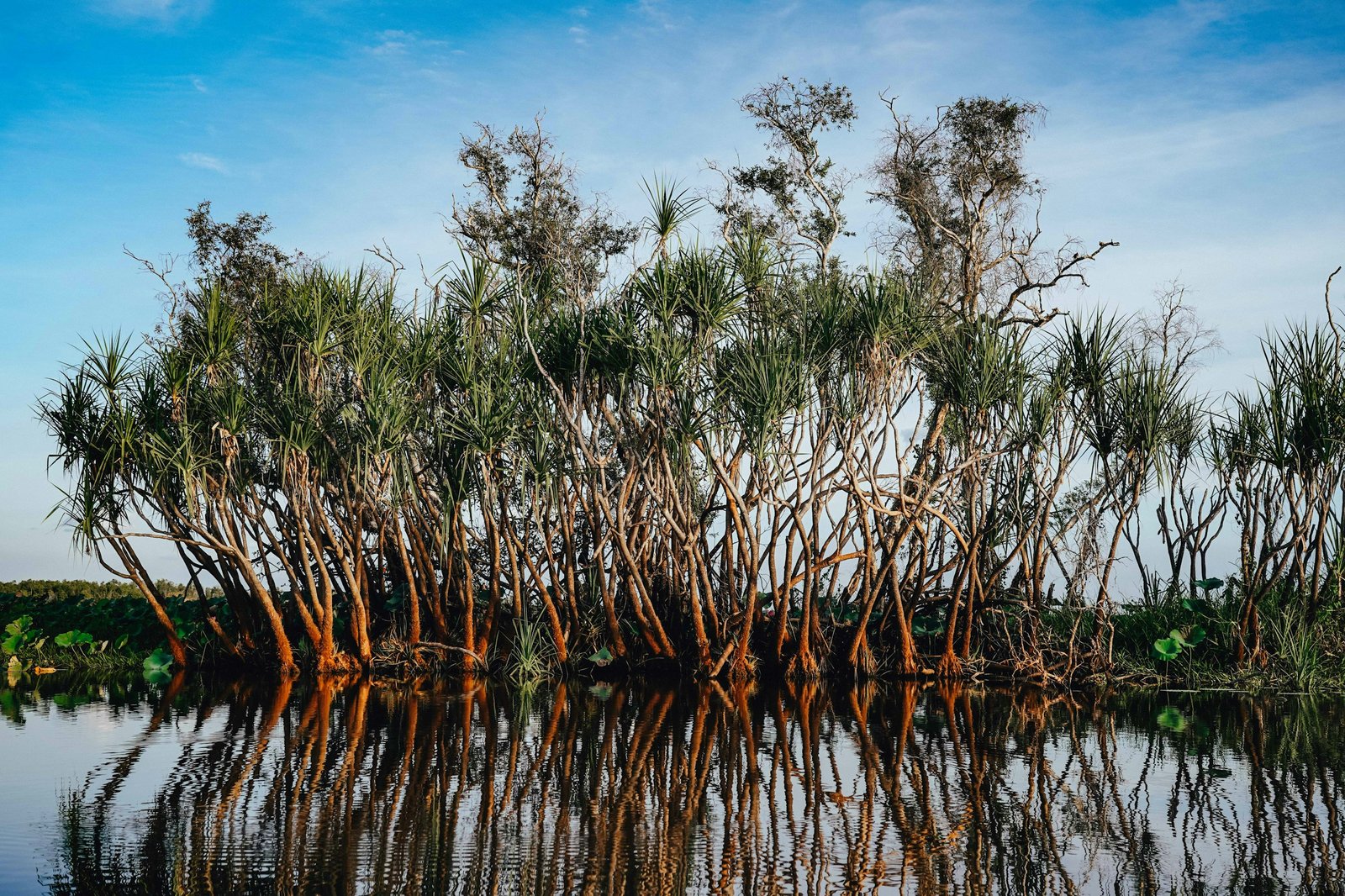 Mangrove roots exposed at low tide