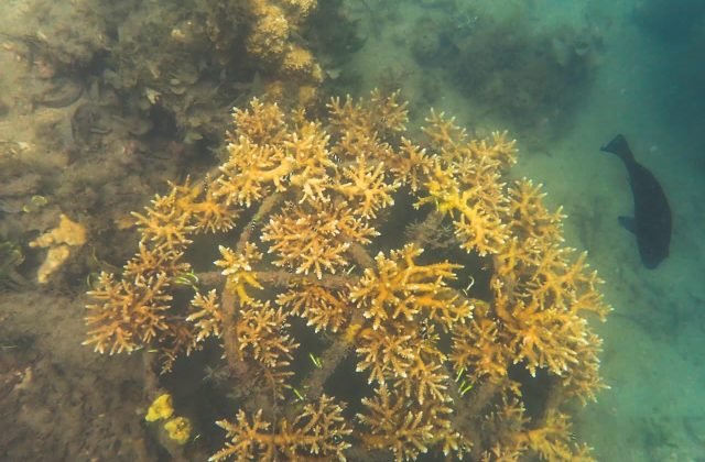 A healthy branching coral colony with a reef fish, Tanzania